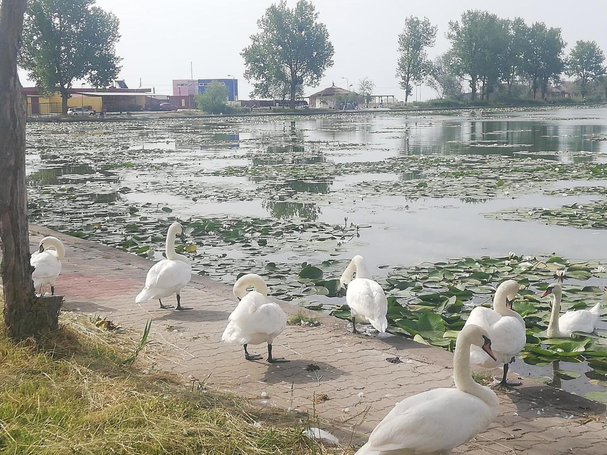 Pensiunea Scoika Steaguri Neptun Luaran gambar